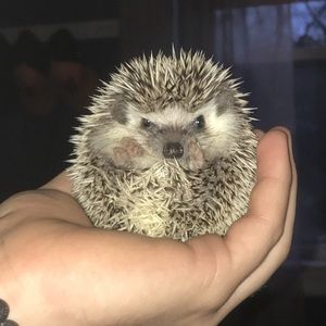 Meet your Posher, Rob